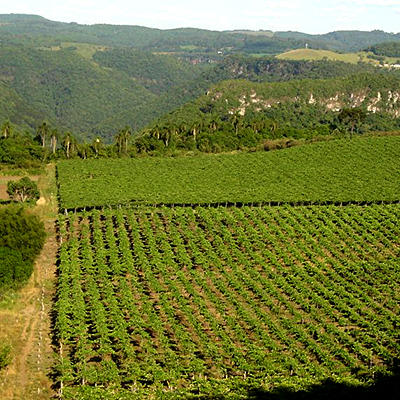 vinhos scopel parreiral 1