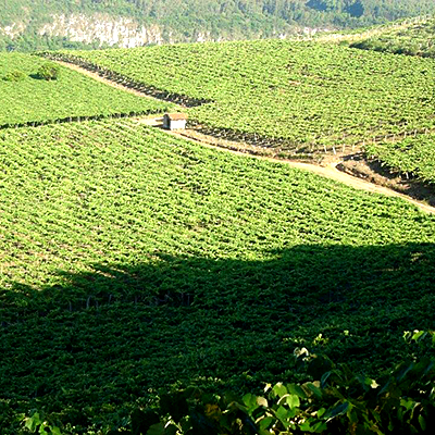 vinhos scopel parreiral