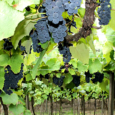 vinhos scopel uvas